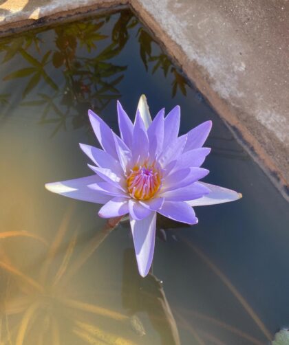 Blauer Lotus auf der Insel