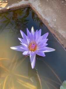 Lotus Blume