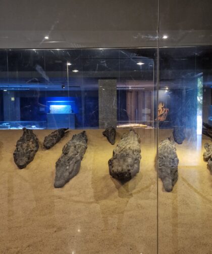 Krokodils Museum